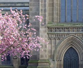 A cherry tree with pink blossom in front of the facade of leeds minster showing the front door and