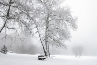 Winter scenery with snowflakes falling over an empty park, leafless trees, wooden bench and a thick