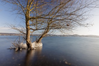 Two trees standing in the water of a lake, surrounded by ice, under a clear blue sky, Niederzell,