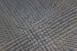 Poplar trees in row countryside Early Spring. Top View