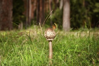Parasol mushroom (Macrolepiota procera) in the forest Latvia