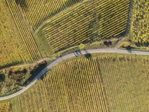 An image of a view over a vineyard at Alsace France in autumn light