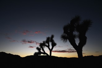 Sunset in Joshua Tree National Park, California, USA