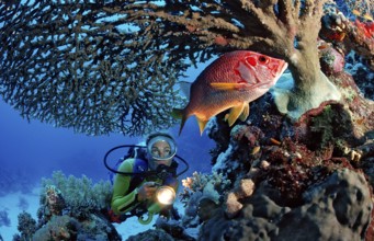 Diver observing big thorn hussar fish under table coral, Sargocentron spiniferum, Egypt, Sha'ab