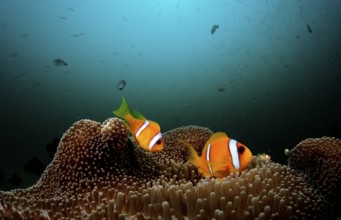 Two Red Sea Anemonefish, Amphiprion bicinctus, Djibouti, Djibouti, Africa, Afar Triangle, Gulf of