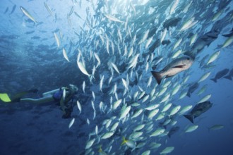 Diver and shoal of yellow-striped fusiliers and black snappers, Caesio caerulaurea, Macolor niger,