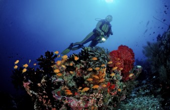 Diver at coral reef with bannerfish, Pseudanthias squamipinnis, Maldives, Indian Ocean, Meemu Atoll
