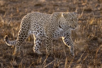 A leopard leading in the morning against the light at sunrise in the Masai Mara