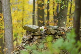 Late autumn in Moritzburg Forest. Old wild garden wall. Moritzburg, Saxony, Germany