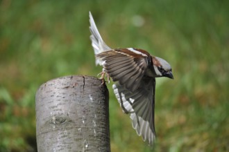 House Sparrow in departure. House sparrow in departure