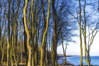 Ghost forest nienhagen