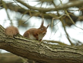 Endangered species Red Squirrel looking down from tree branch on Brownsea Island, Dorset