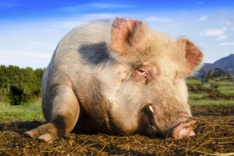 Photo shoot of a big pig taken while resting in a meadow