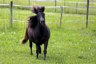 Beautiful dark bay horse in motion on green grassland at summer