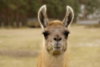 A funny looking llama with a blade of grass in its mouth