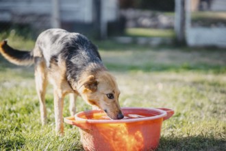 Dog drinking from an orange bucket on grass in a sunny outdoor area