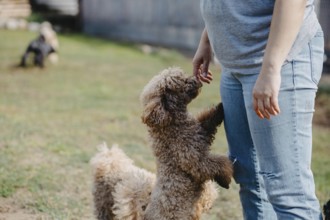 A poodle stands on its hind legs engaging with a person outdoors on a sunny day
