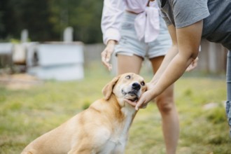 A yellow dog being pet by two people, showing a connection between humans and animals