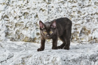 Little Black Kitten on the Stone in Desert Varna, Bulgaria