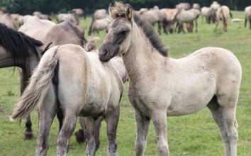 The Dülmen horses live wild near Dülmen, in the Merfelder Bruch nature reserve in North