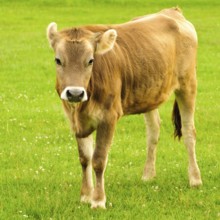 Cow graze on the grass in the summer