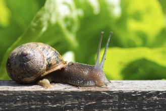 Single snail in the vegetable garden