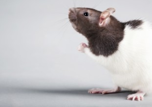Brattleboro laboratory rat isolated on grey background