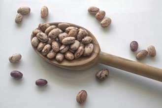 Quail beans on olive wood spoon. Dried pinto beans