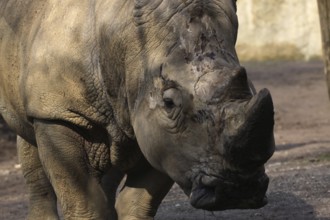 White rhinoceros