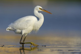Western Reef Heron, Western Reef-Heron, Western Reef-Egret, (Egretta gularis), Garceta Dimorfa,