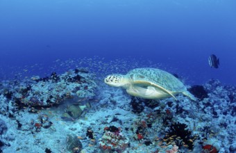 Green turtle, green turtle, Chelonia mydas, Maldives, Indian Ocean, Ari Atoll