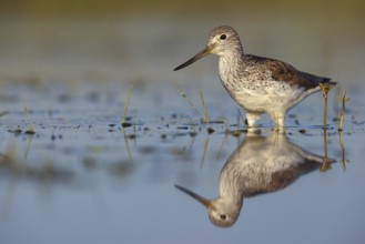 Common greenshank (Tringa nebularia) Chevalier aboyeur, Archibebe Claro, Offstein sewage ponds,