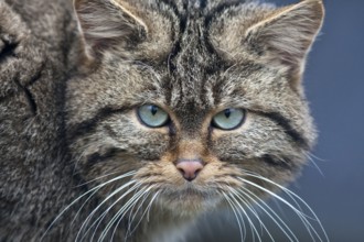 Wildcat head frontal