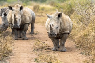White rhinoceros or square-lipped rhinoceros is the largest extant species of rhinoceros. South