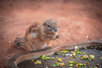A ground squirrel (Xerinae) nibbles vegetables on a tray in a natural environment, Erfurt,