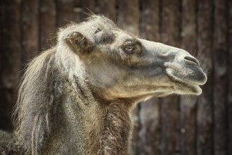 Portrait of Camel against the Dark Background Varna, Bulgaria