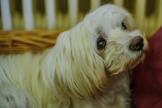 Close-up of an attentive white dog with long fur in a basket, Maltese