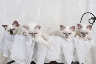 SACRED BIRMAN CAT, SACRED CAT OF BIRMA, BIRMAN CAT, LITTER, KITTEN, LITTER, SEAL-POINT, BLUE-POINT