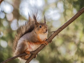 Squirrel sitting curiously on a branch up in a tree in a forest