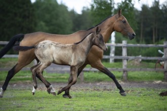 Running purebred akhalteke dam with foal in the paddock