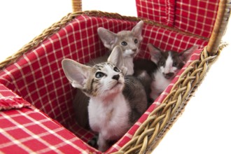 Little siamese kitten in red picnic basket