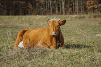 Grazing cow in autumn grass