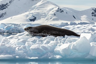 Seal lying quietly on a block of ice in front of snow-covered mountains in an Arctic environment,