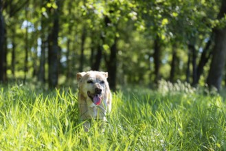 Old brown dog in nature grass
