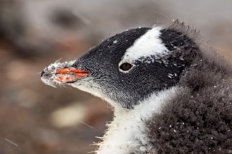 Close-up of a penguin head with snow-covered fur in a natural environment, gentoo penguin
