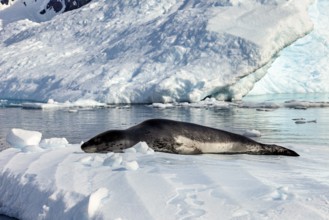 Seal on a snow-covered surface surrounded by frozen water, leopard seal (Hydrurga leptonyx) on an
