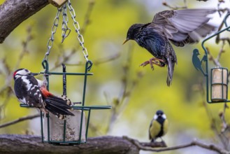 Feeding birds