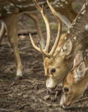 Close up with the head and antlers of a spotted deer buck, while it was searching for food on the