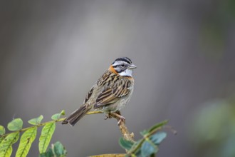 Close-up of a Rufous-collared sparrow perched on a branch against defocused background, Serra da