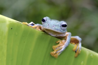 Flying green tree frog perched on banana leaf